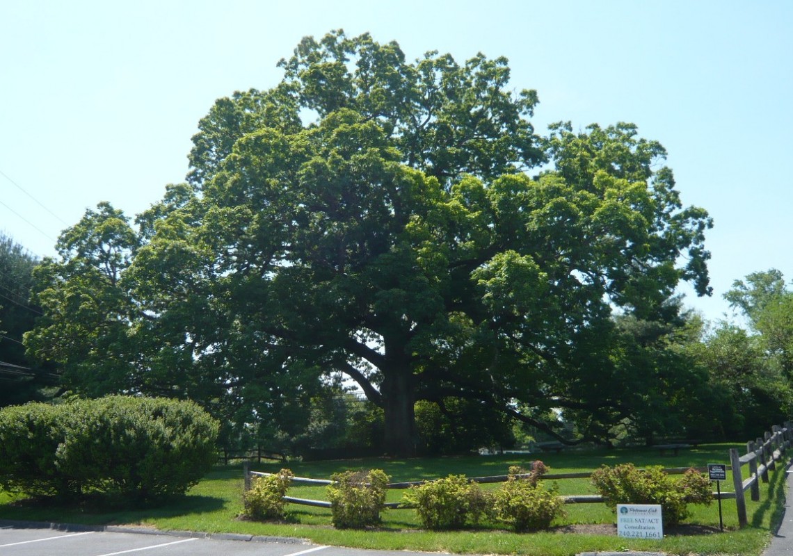 Potomac Oak Center