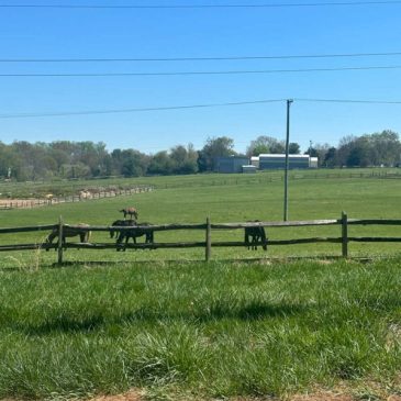 Update on Future of Potomac Horse Center Land
